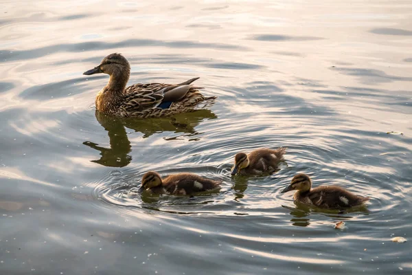 Una Familia Patos Pato Sus Patitos Nadan Agua Pato Cuida — Foto de Stock