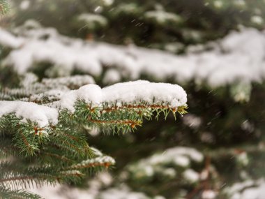 Sonbaharda veya kış aylarında yeşil ladin dallarının arka planı. Yılbaşı ağacının yeşil dalları güneş ışığında beyaz karla kaplıdır. Doğal kış geçmişi