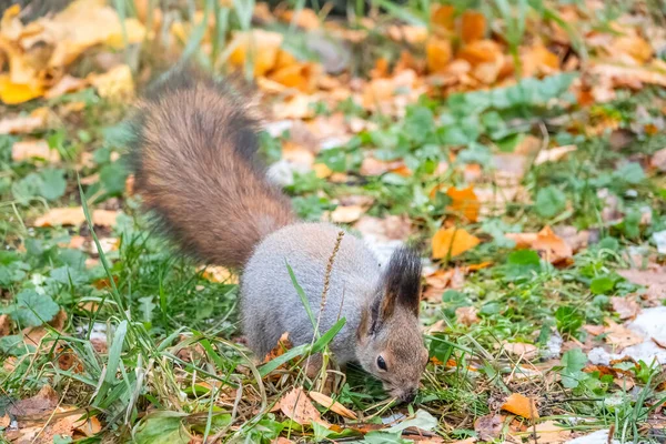 Écureuil Automne Sur Herbe Verte Aux Feuilles Jaunes Tombées — Photo