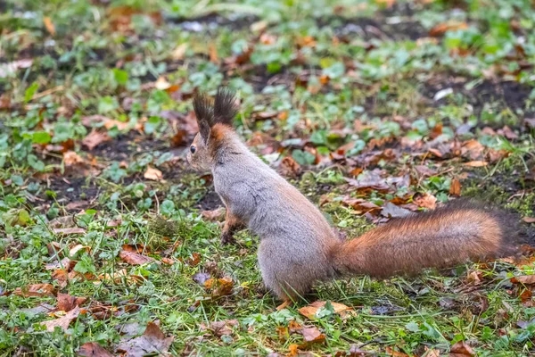 Herbsthörnchen Steht Auf Seinen Hinterbeinen Auf Grünem Gras Mit Abgefallenen — Stockfoto