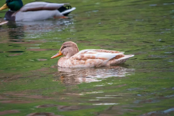 Yellow Colored Mallard Female Duck Swims Pond Animal Polymorphism Portrait — Stock Photo, Image