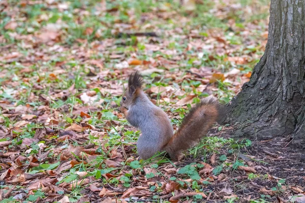 딱따구리는 떨어지는 위에서 뒷다리로 유라시아붉은 다람쥐 Sciurus Vulgaris — 스톡 사진