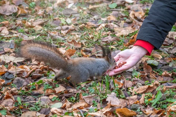 小女孩在秋天的公园里用坚果喂松鼠 松鼠吃女孩手里的坚果 — 图库照片
