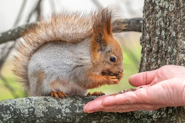 Ein Eichhörnchen Frisst Frühjahr Oder Herbst Nüsse Aus Menschlicher Hand — Stockfoto