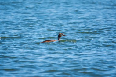 Great Crested Grebe sakin gölde yüzüyor. Büyük ibikli grebe, Podiceps kristali, su kuşları familyasının bir üyesidir..