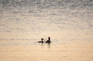 Bir çift su kuşu, Great Crested Grebe, sırtında civciv besliyor. Büyük ibikli Grebe, Podiceps kriteri