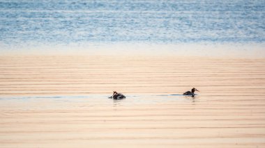 Su kuşu kuşları, yavrularla dolu büyük ibikli yaban ördeği, gölde yüzüyor. Büyük ibikli grebe, Podiceps kristali, su kuşları familyasının bir üyesidir..