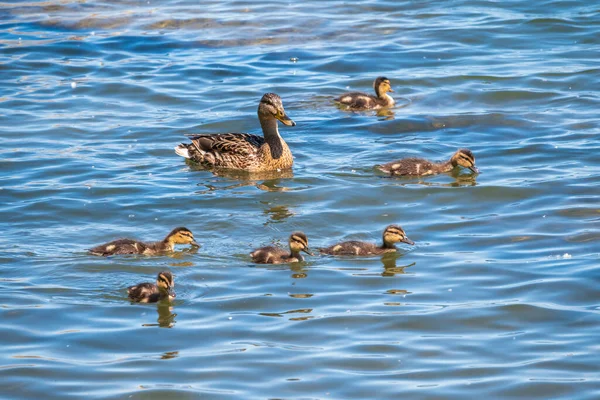 アヒルの家族 アヒルとその小さなアヒルは水の中で泳いでいます アヒルは新生児のアヒルの世話をします アヒルはすべて一緒に含まれています マラード フラット Anas Platyrynchos — ストック写真