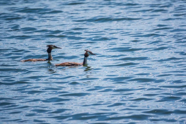 Zwei Haubentaucher Schwimmen See Der Haubentaucher Podiceps Cristatus Gehört Zur — Stockfoto