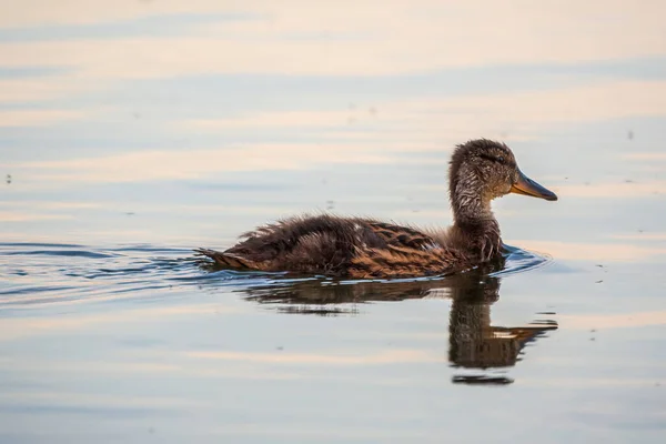 Cute Little Duckling Swimming Alone Lake River Calm Water Agriculture — Stock Photo, Image