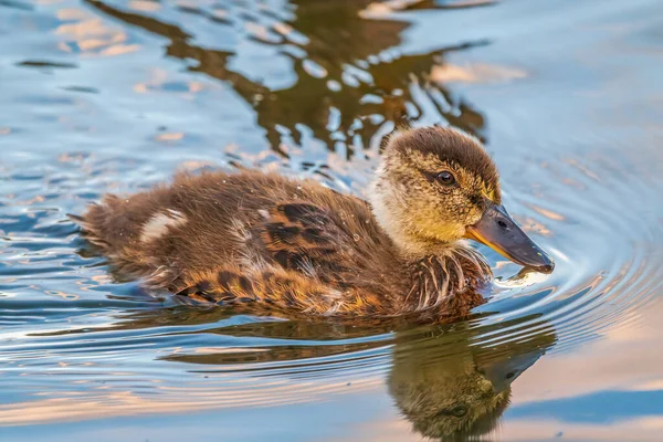 可爱的小鸭独自在平静的湖中或河里游泳 快乐的鸭子 可爱和幽默 — 图库照片