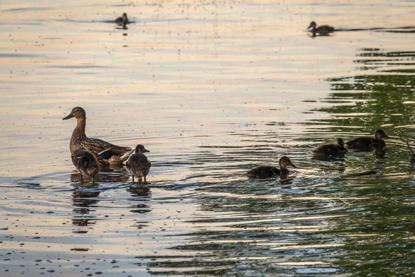 Family Ducks Duck Its Little Ducklings Swimming Water Duck Takes — Stock Photo, Image
