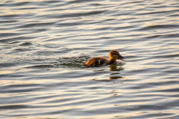 Schattig Eendje Dat Alleen Zwemt Een Meer Rivier Met Rustig — Stockfoto