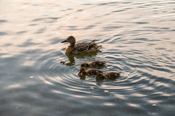 Una Familia Patos Pato Sus Patitos Nadan Agua Pato Cuida — Foto de Stock