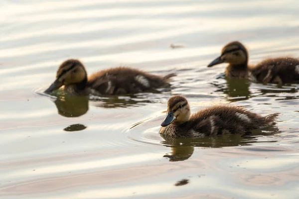 Cute little duckling swimming alone in a lake or river with calm water. Agriculture, Farming. Happy duck. Cute and humor