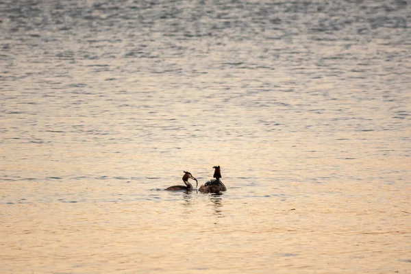 Een Paar Watervogels Great Crested Grebe Voeden Kuiken Zijn Rug — Stockfoto