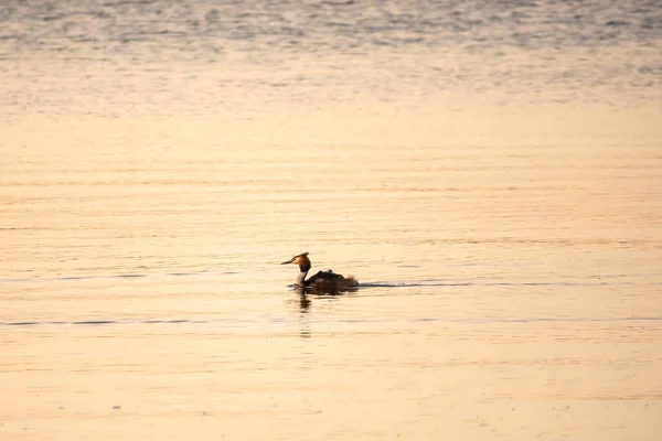 Oiseau Eau Great Crête Grebe Nageant Dans Lac Ses Bébés — Photo