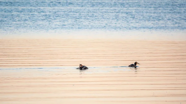 Gli Uccelli Acquatici Grande Lardo Crestato Con Pulcini Nuotano Nel — Foto Stock