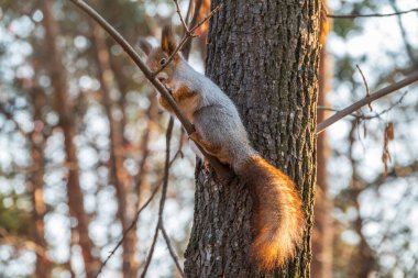 Fındıklı sonbahar sincabı bir dala oturur. Vahşi hayvan. Sonbahar ormanı.