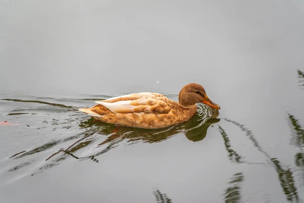 Yellow Colored Mallard Female Duck Swims Pond Animal Polymorphism Portrait — Stock Photo, Image