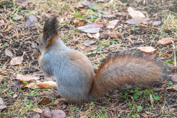 Ardilla Con Nuez Otoño Sobre Hierba Verde Con Hojas Amarillas — Foto de Stock