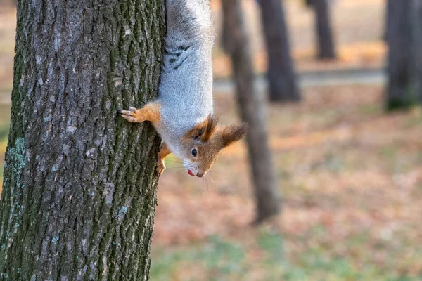 Portrait Squirrel Tree Trunk Curious Red Squirrel Peeks Out Tree — Stock Photo, Image