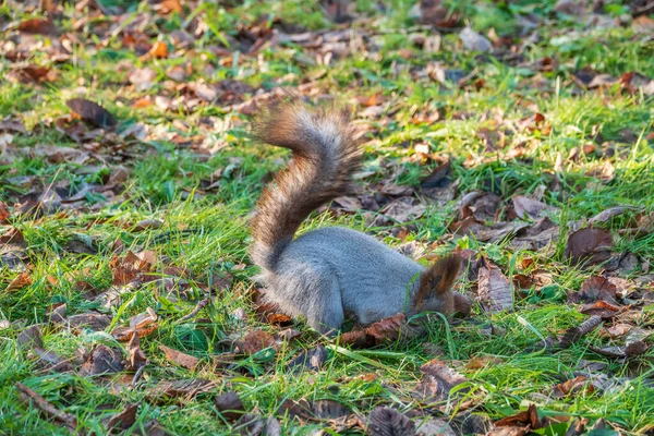 Scoiattolo Autunno Nasconde Noci Sull Erba Verde Con Foglie Gialle — Foto Stock