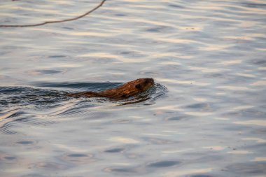 Muskrat, Ondatra zibethicuseat göl suyunun yüzeyinde yüzüyor. Ondatra zibethicus, doğal yaşam alanında su kemirgeni..