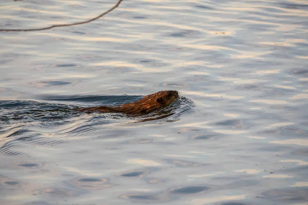 Muskrat Ondatra Zibethicuseats Плавают Поверхности Воды Озера Ondatra Zibethicus Водяной — стоковое фото