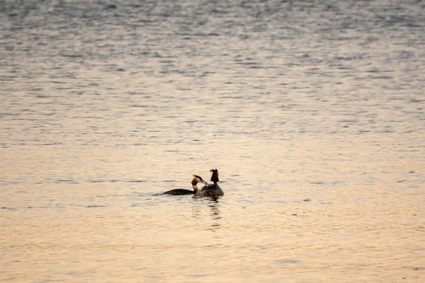 Ein Paar Wasservögel Haubentaucher Füttert Küken Auf Dem Rücken Haubentaucher — Stockfoto