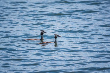 İki Büyük İbikli Yunus gölde yüzüyor. Büyük ibikli grebe, Podiceps kristali, su kuşları familyasının bir üyesidir..