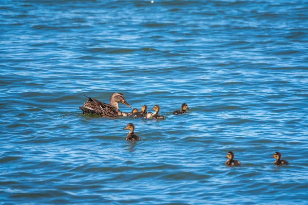 Una Familia Patos Pato Sus Patitos Nadan Agua Pato Cuida —  Fotos de Stock