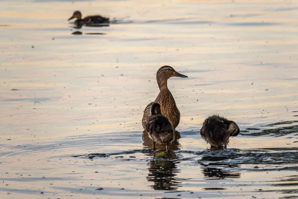 Uma Família Patos Pato Seus Pequenos Patinhos Estão Nadando Água — Fotografia de Stock