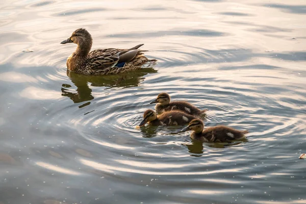 Una Familia Patos Pato Sus Patitos Nadan Agua Pato Cuida — Foto de Stock