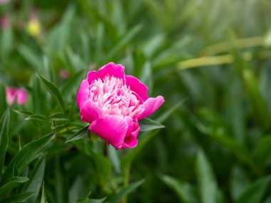 Bahçede pembe şakayıklar. Çiçekli pembe şakayık. Güzel pembe Peonie çiçeğine yakın çekim. Doğal çiçek geçmişi var. Botanik çiçeği konsepti. Seçici odak resmi.