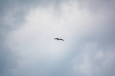 Yırtıcı kuş kara uçurtma bulutlu günbatımı gökyüzünde uçuyor. Bulutlar ve uçan uçurtmanın silueti