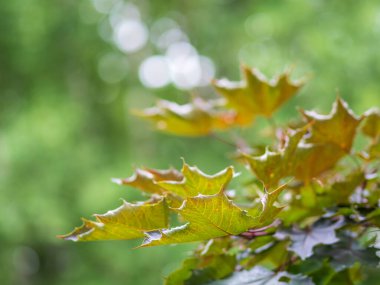 Taze yeşil yapraklı akçaağaç dalları. Kopyalama alanı ile bahar arkaplanı