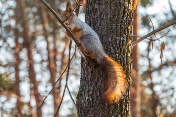 Herbsthörnchen Mit Nuss Sitzt Auf Einem Ast Wildes Tier Herbstwald — Stockfoto