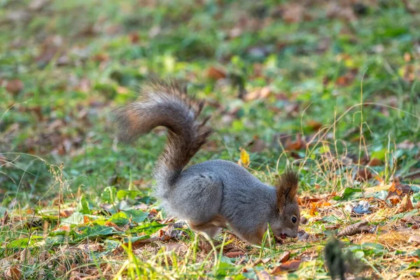 Eichhörnchen Versteckt Herbst Nüsse Auf Dem Grünen Gras Mit Abgefallenen — Stockfoto