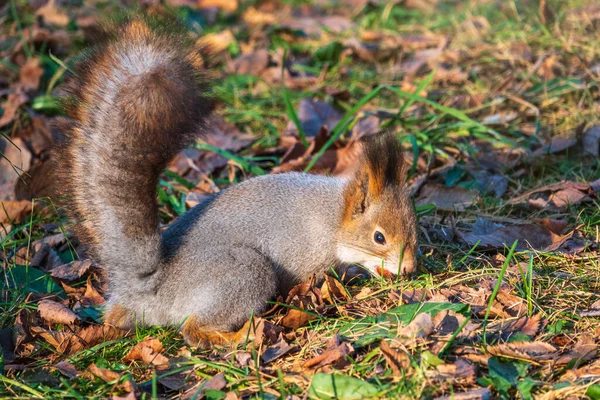 Ardilla Otoño Esconde Nueces Hierba Verde Con Hojas Amarillas Caídas — Foto de Stock