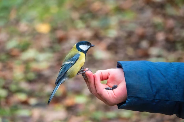 Eine Meise Sitzt Auf Der Hand Eines Mannes Und Frisst — Stockfoto