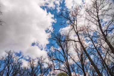 Mavi bulutlu gökyüzüne karşı yaprakları olmadan ağaçlar dalları. Kopya alanı ile arka plan görüntüsü.