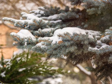 Kışın karla kaplı yeşil köknar dalları. Arka plan olarak köknar ağacının dalları, yakın plan. Noel arkaplanı