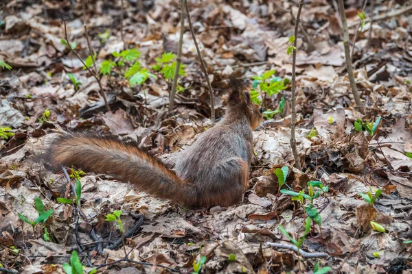 코트를 다람쥐의 뒷모습 다람쥐의 꼬리입니다 유라시아붉은 다람쥐 Sciurus Vulgaris — 스톡 사진