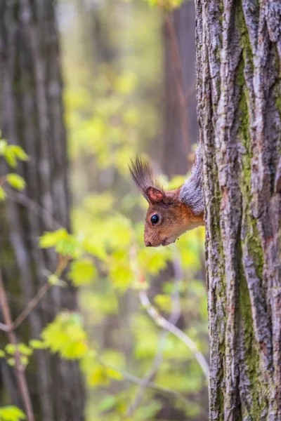 Porträt Eines Eichhörnchens Auf Einem Baumstamm Ein Neugieriges Rotes Eichhörnchen — Stockfoto