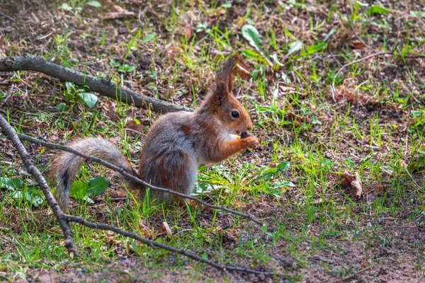 Eichhörnchen Frisst Herbst Oder Frühjahr Nüsse Auf Abgefallenen Blättern Mit — Stockfoto