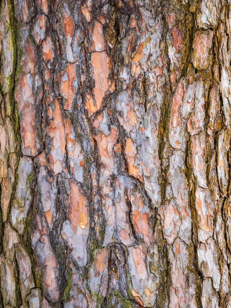 松の木の樹皮 シームレスな木の樹皮の背景 古い木の茶色の質感 天然の針葉樹の樹皮の背景 — ストック写真