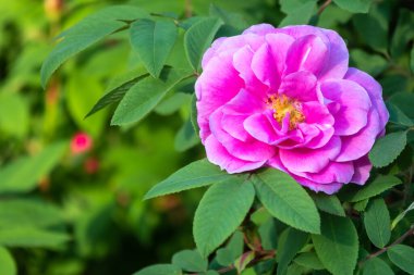 Çiçek açan gül çiçeği, çalıların üzerinde güzel pembe bir çiçek. Çiçek açan yeşilliğin güzel doğal arka planı. Doğanın doğal güzelliği.