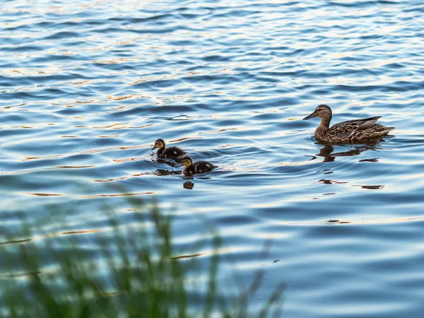 Familj Ankor Anka Och Dess Små Ankungar Simmar Vattnet Ankan — Stockfoto