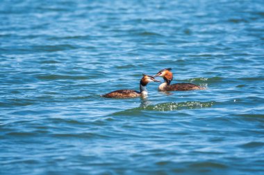 İki Büyük İbikli Yunus gölde yüzüyor. Büyük ibikli grebe, Podiceps kristali, su kuşları familyasının bir üyesidir..